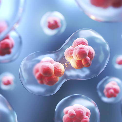 regeneración celular