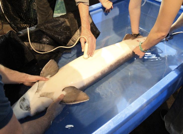 Ecografía a una hembra de esturión Beluga para comprobar la madurez de las huevas