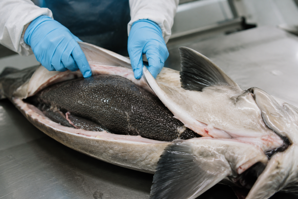 Extracción de huevas de una hembra de esturión durante la elaboración del caviar